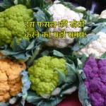 Cauliflower Cultivation