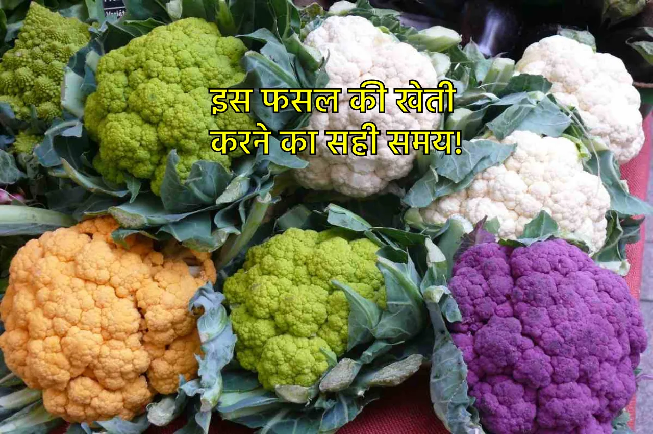 किसान इस फसल की करें...