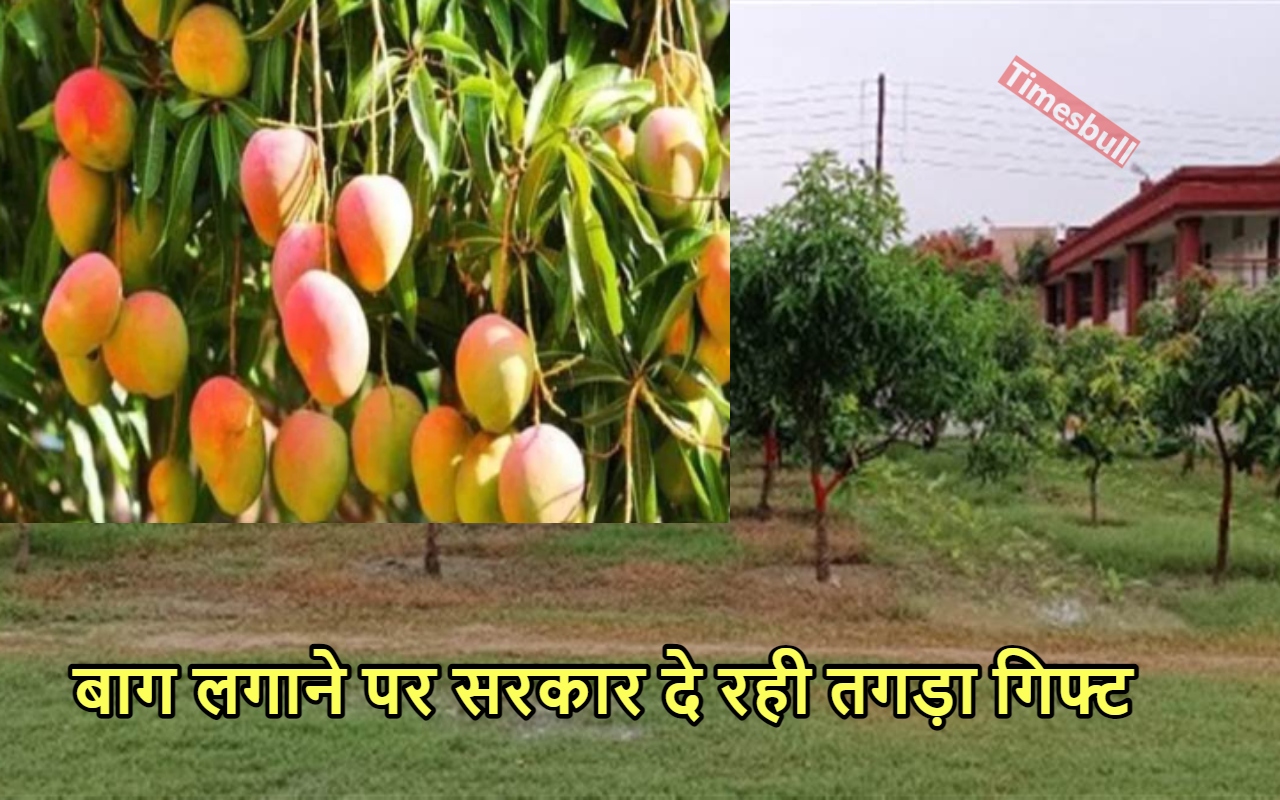 यूपी में आम की बागवानी...