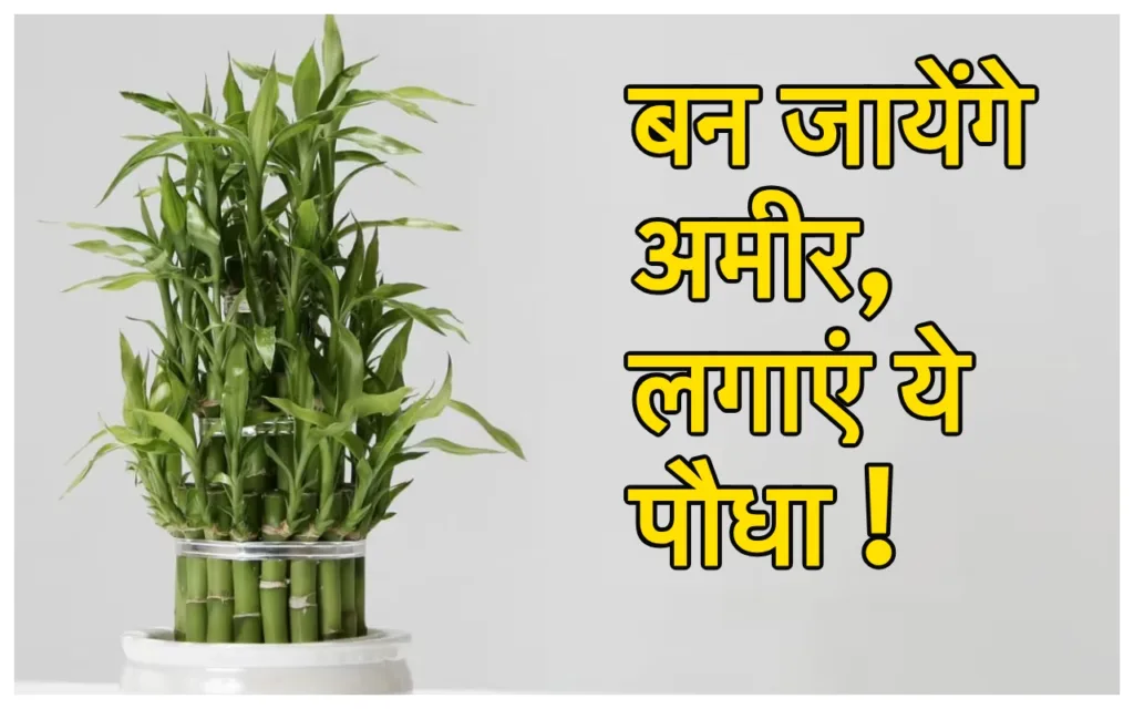 Lucky plants: अब भूल जायेंगे मनी प्लांट! ये 3 पौधे कराएंगे खूब जमकर नोटों की बारिश, भर जाएगी तिजोरी!