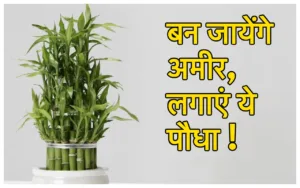 Featured image for: Lucky plants: अब भूल जायेंगे मनी प्लांट! ये 3 पौधे कराएंगे खूब जमकर नोटों की बारिश, भर जाएगी तिजोरी! in Astro category
