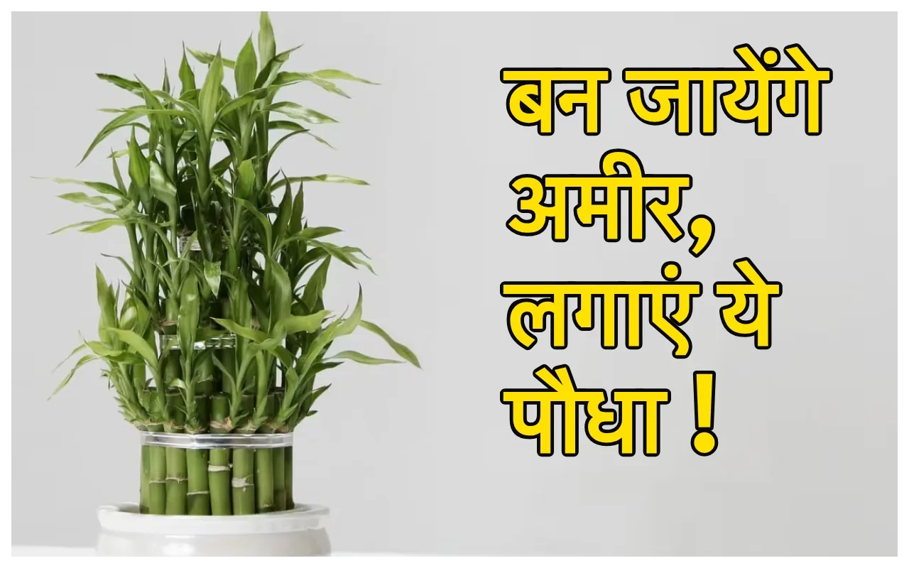 Lucky plants: अब भूल जायेंगे...
