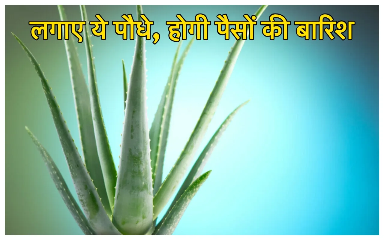 Lucky Plants: आज की घर...