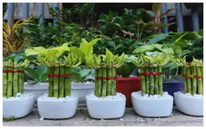 Featured image for: Lucky Plants: अमीर बनने के लिए अपने घर में लगाए आज ये पौधे! धन की होगी बरसात  in India category