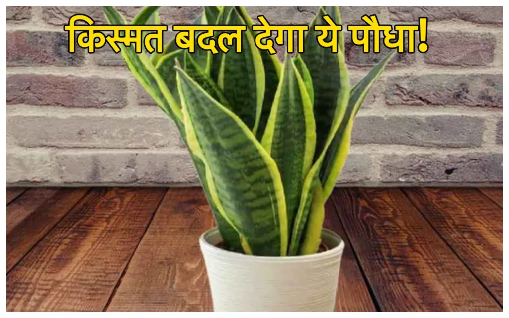 Lucky Plants: रातोंरात बदल जाएगी किस्मत! घर में आज ही लगाएं ये 3 पौधे, होगी जमकर पैसों की बरसात