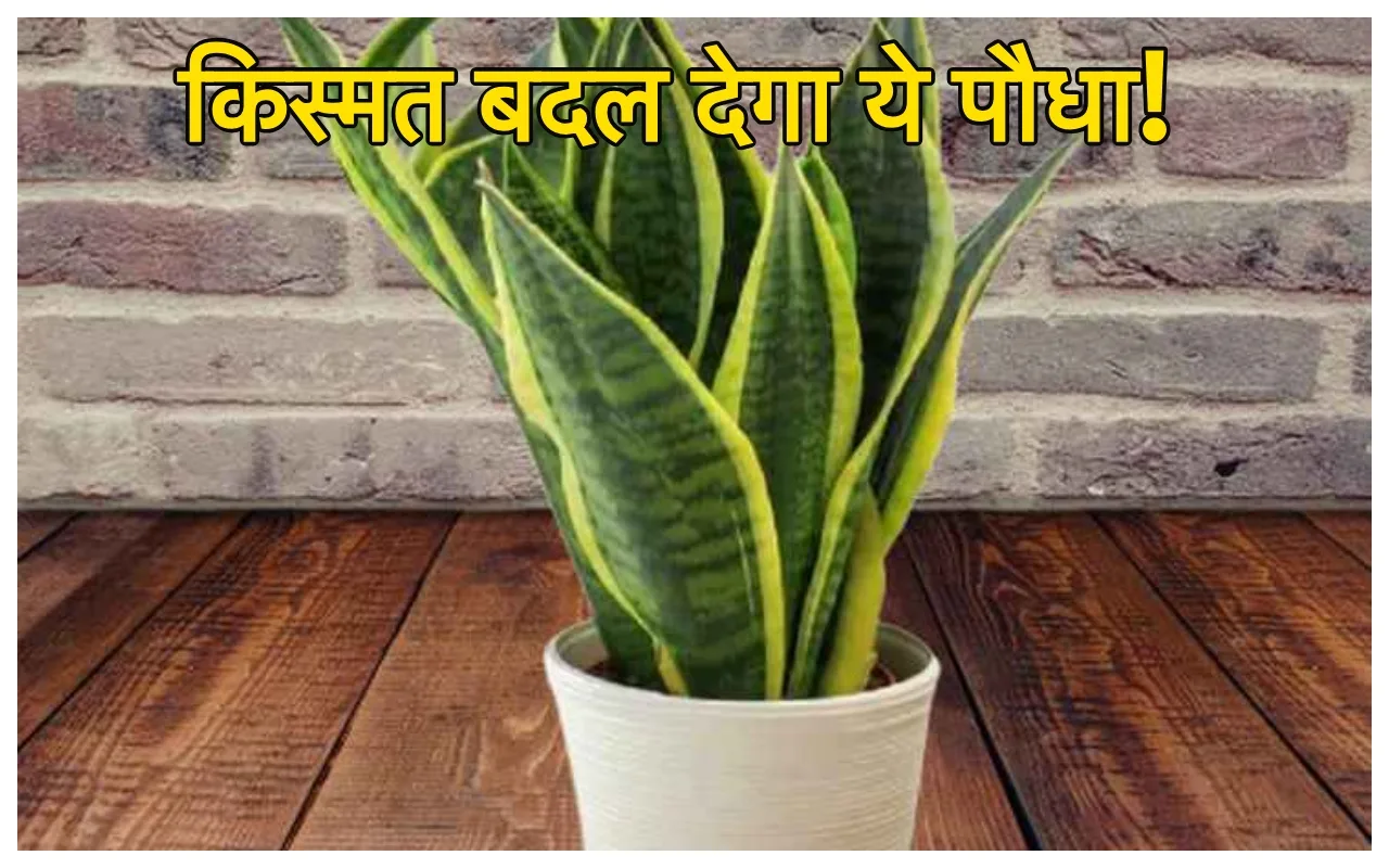 Lucky Plants: रातोंरात बदल जाएगी...