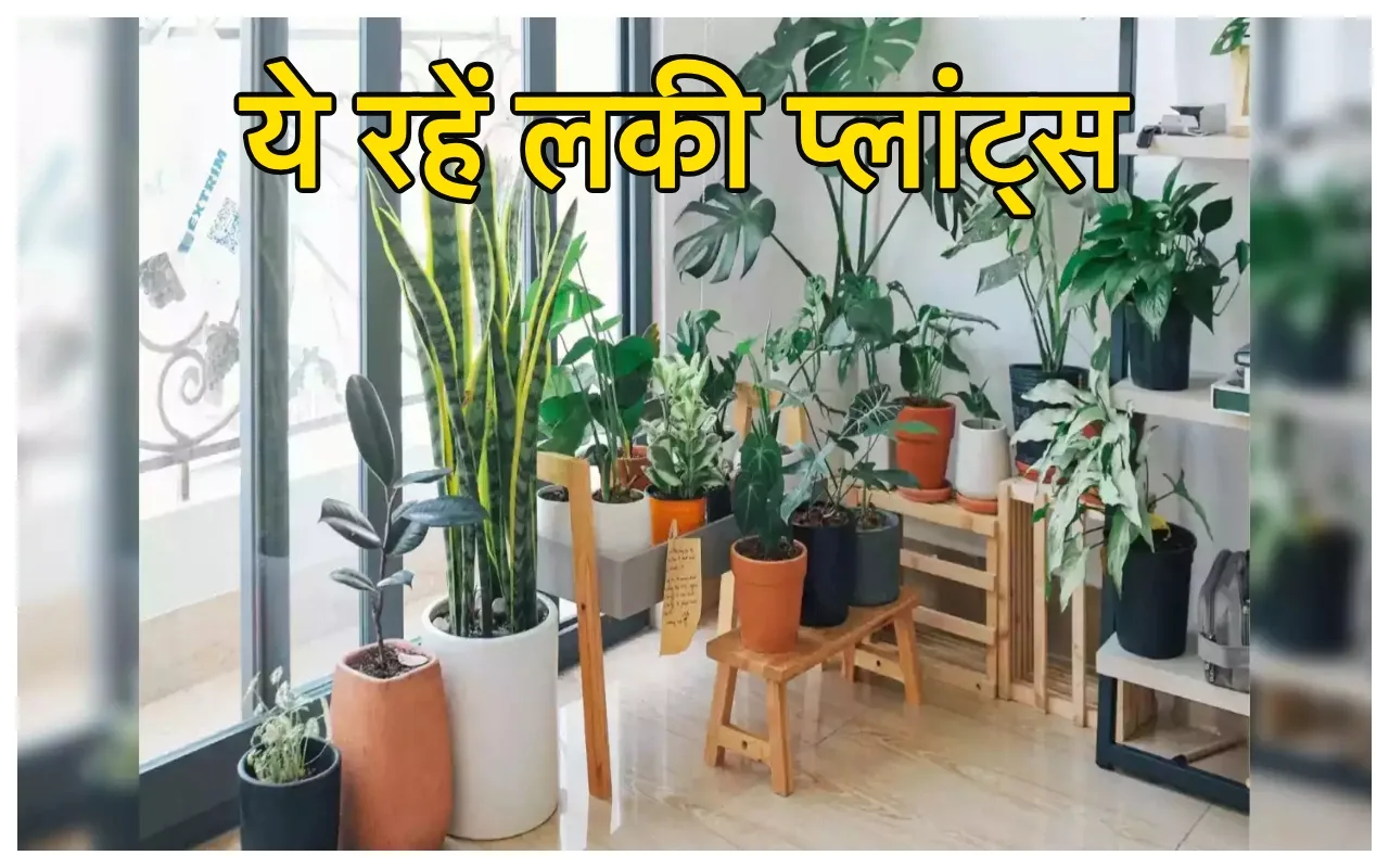 Lucky Plants: मनी प्लांट्स से...