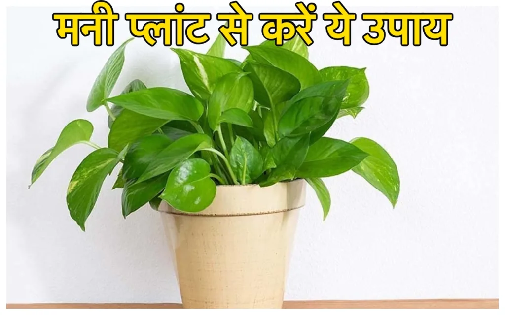 Money Plant Upay: मनी प्लांट में डाल दें 10 रुपये की ये चीज, पूरे सालभर भरे रहेंगे आपके धन भंडार!