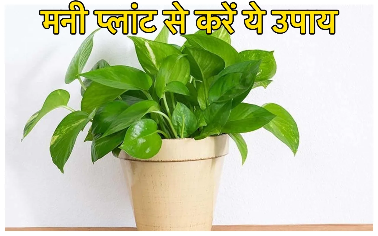 Money Plant Upay: मनी प्लांट...