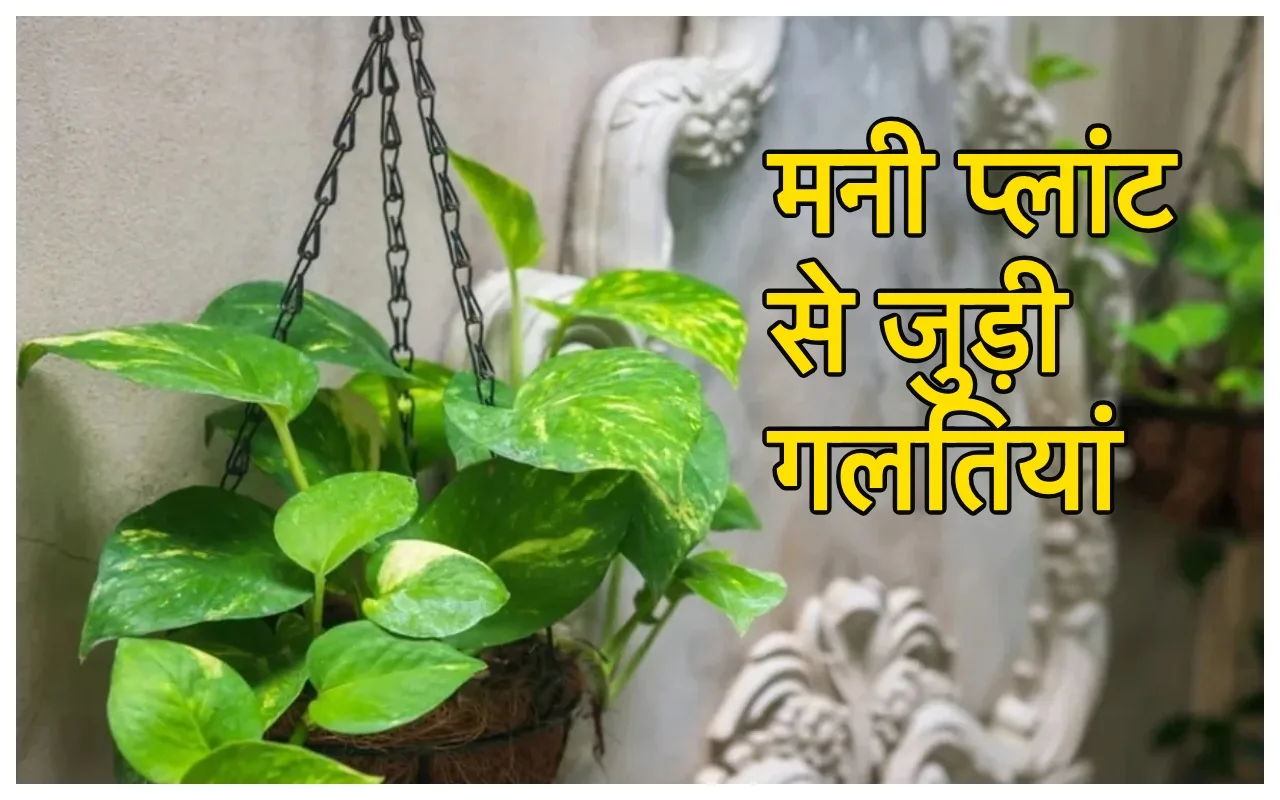 Money Plant: आ जायेंगे सड़क...