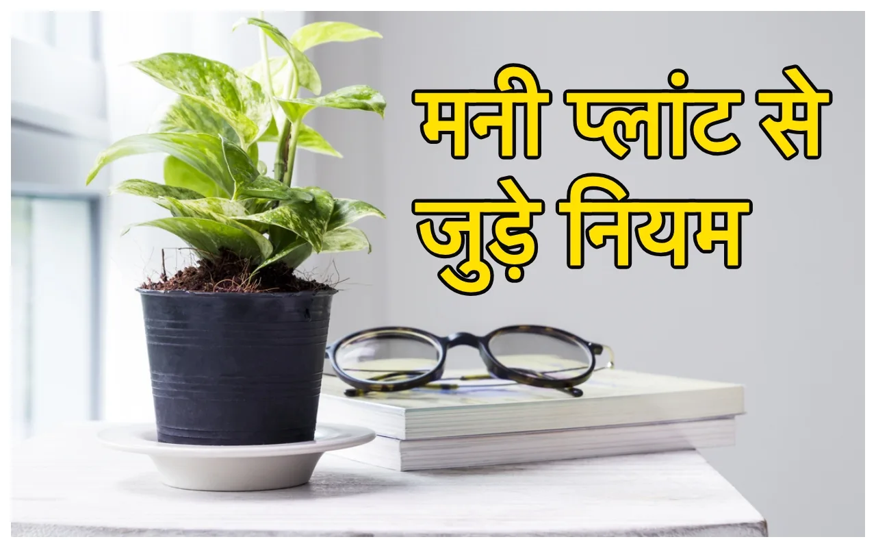 Money Plant: मनी प्‍लांट लगाते...