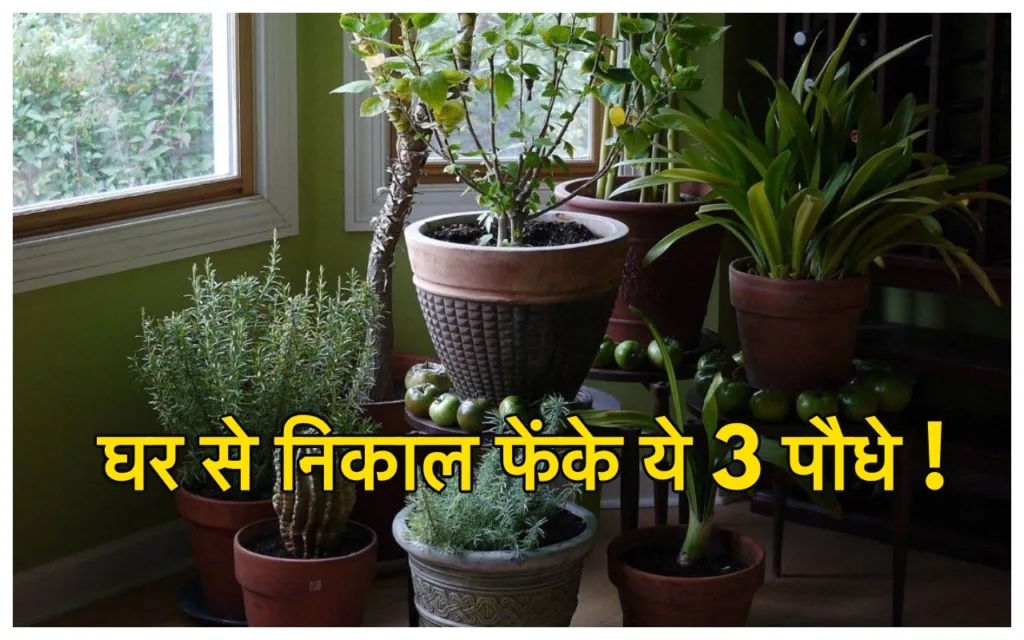Unlucky Plants: अभी के अभी उखाड़ फेंके घर में लगे ये 3 अशुभ पौधे, खूबसूरती देख ना हो कंफ्यूज बना देंगे कंगाल!