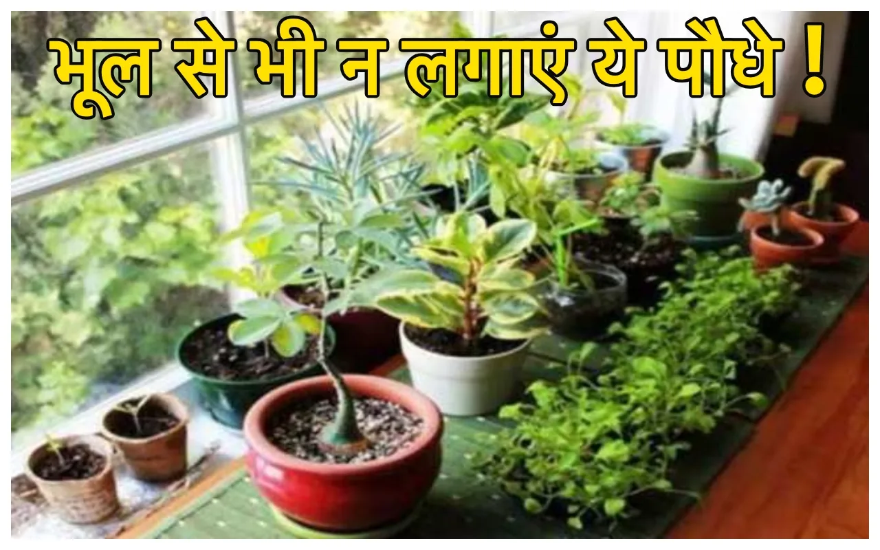 Unlucky Plants: घर के अंदर...