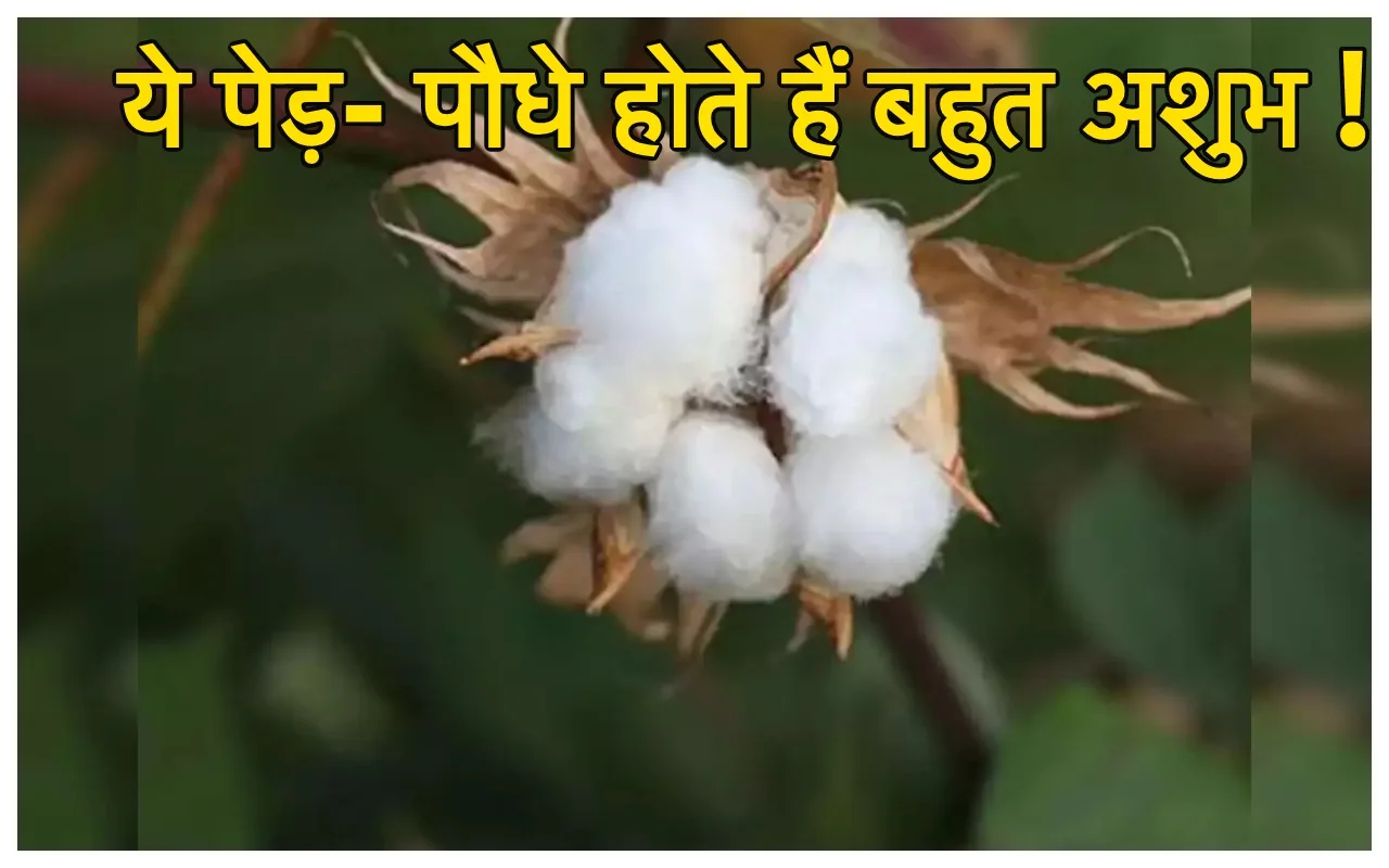 Unlucky Plants: घर से निकाल...