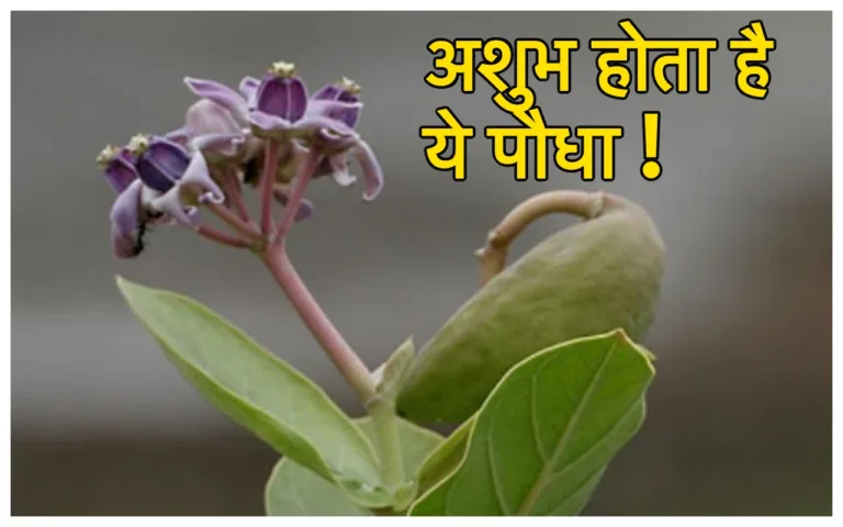 Unlucky Plants: खूबसूरत दिखने वाले 3 पौधे तबाह कर सकते हैं आपकी जिंदगी! लगाने की ना करें भूल