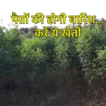 Arhar Cultivation