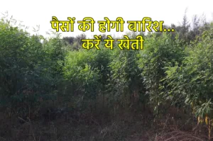 Featured image for: बिना पानी के होती है ये फसल, 5 किलो बीज में होगा 8 क्विंटल का उत्पादन, पैसों की होगी बारिश in Business category