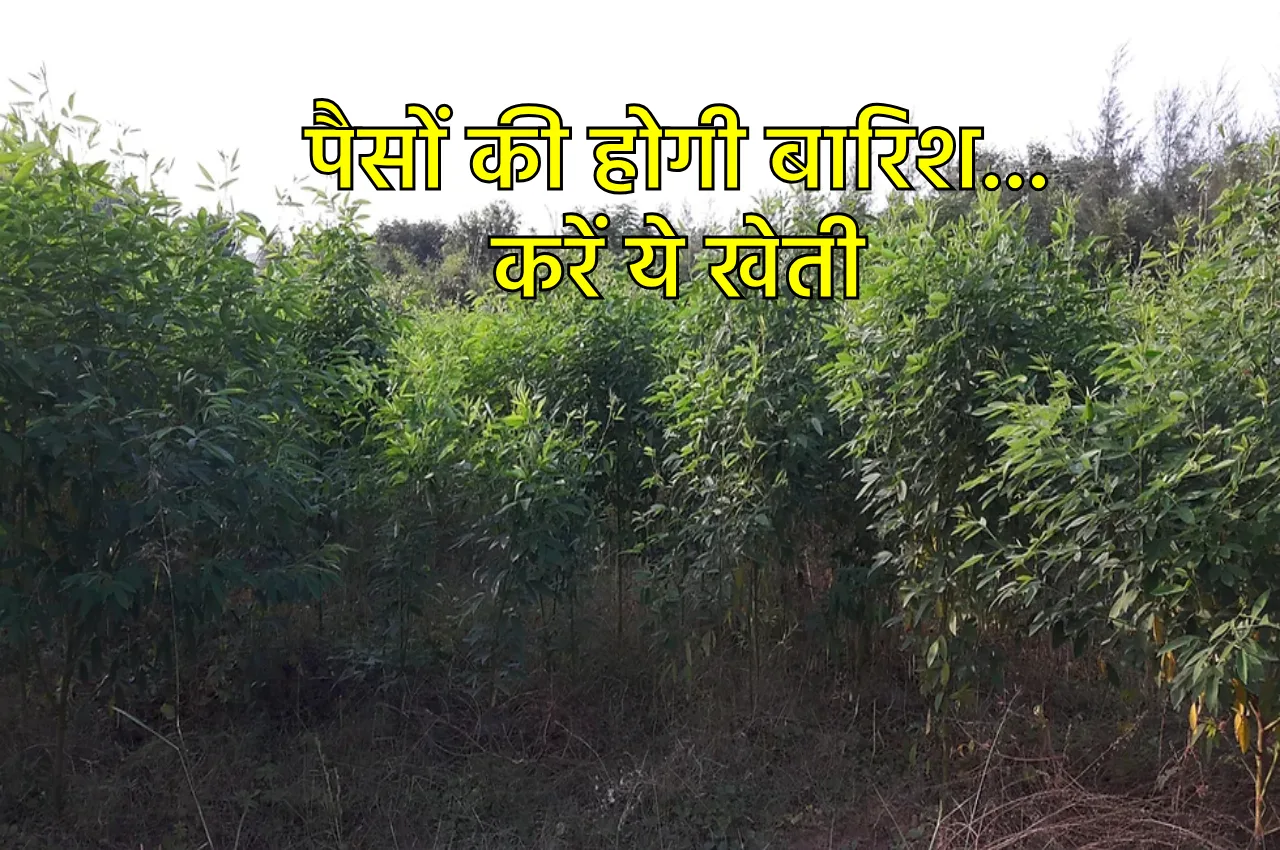 बिना पानी के होती