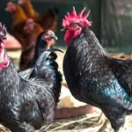 Kadaknath Chicken Business