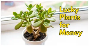 Featured image for: Lucky Plants for Money, Wealth and Prosperity: Boost Your Luck in latest news category