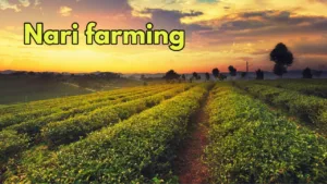 Featured image for: Business Idea: Farmers Switch to Organic Farming, Earn Bumper Profits with Nari Crop in Business category