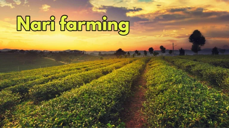 Business Idea: Farmers Switch to Organic Farming, Earn Bumper Profits with Nari Crop