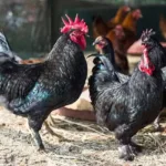Narmada Nidhi chicken breed benefits updates copy