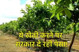 Featured image for: Farmers News: इसकी खेती करने पर सरकार देगी पैसा, लाभ उठाने के लिए ऐसे करें आवेदन in Business category