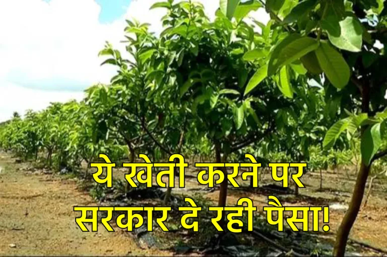 Farmers News: इसकी खेती करने पर सरकार देगी पैसा, लाभ उठाने के लिए ऐसे करें आवेदन