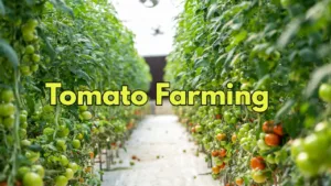 Featured image for: Business Idea: A Golden Opportunity for Entrepreneurs and Farmers in Business category