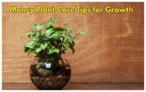 Featured image for: Best directions to place Money Plants in your home for Good Luck and Prosperity in latest news category
