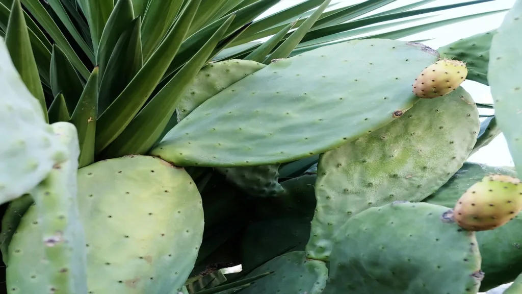 Aloe Vera: For sunburn and skin healing