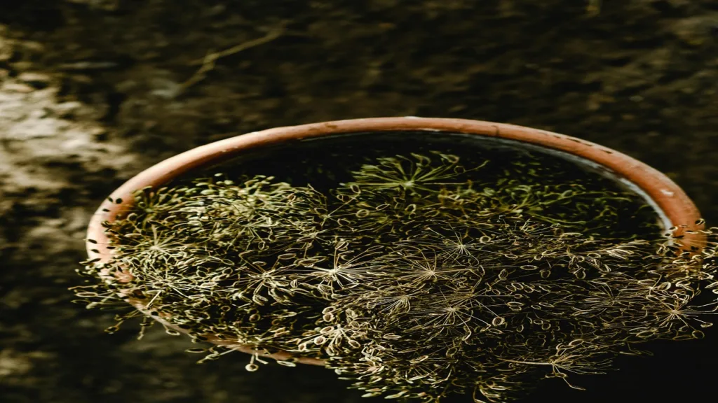 Dill: For digestion and lactation