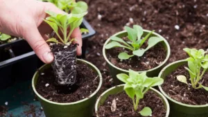 Featured image for: Grow Plants Faster and Bigger At Home To Make It Green in lifestyle category