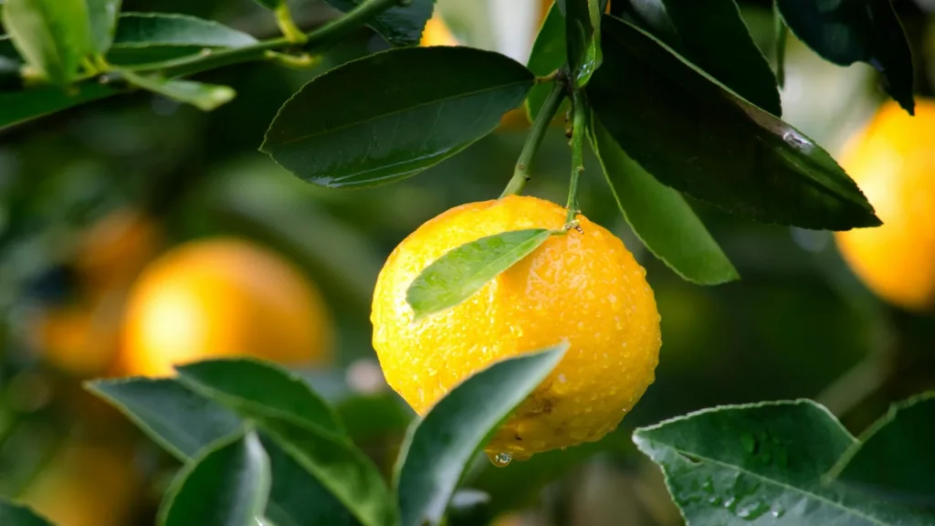 Lemon: For digestion and vitamin C