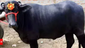 Featured image for: Murrah Buffalo: A Profitable Investment for Dairy Farmers in Business category