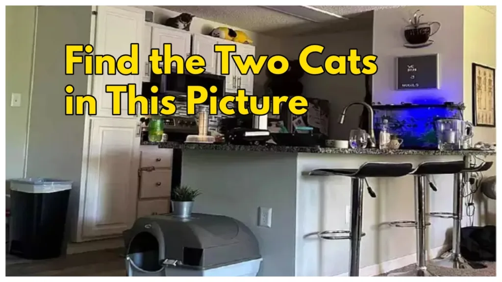 Optical Illusion- Find the Hidden Cats in This Kitchen Picture