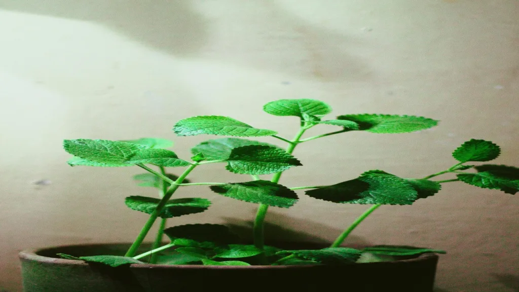 Oregano: For digestion and infections