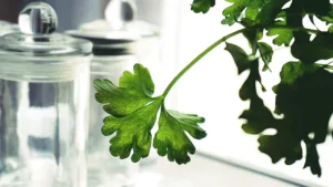 Featured image for: Parsley For digestion and urinary health in Health category