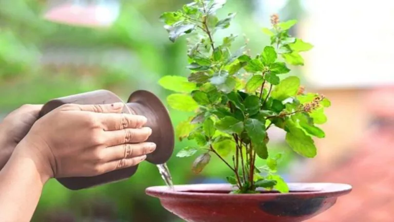 Vastu Tips: Avoid These Plants Near Your Tulsi Plant