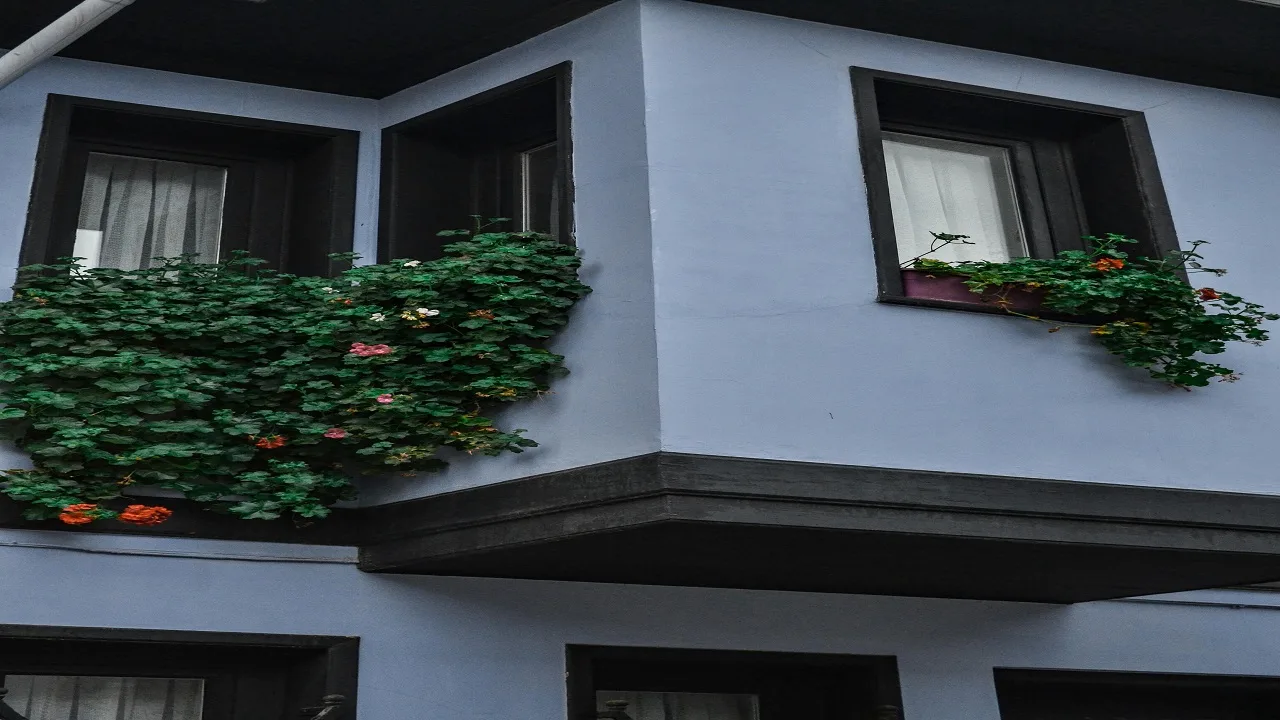 Urban Gardening: Growing Your