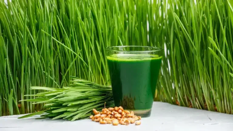 Wheatgrass Debate Superfood Benefits or Short-Lived Health Hype