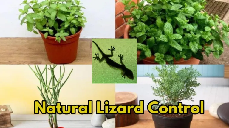 5 Plants That Lizards Hate, A Green and Safe Solution