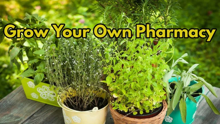Lucky Plants: Boost Your Health and Home with These 5 Medicinal Plants