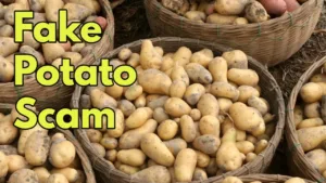 Featured image for: Fake Potato Scam Exposed: The Hidden Dangers in Your Kitchen, See the News in Business category