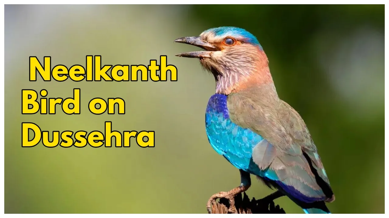 Why Seeing Neelkanth Bird