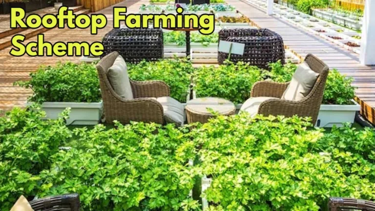 Rooftop Farming Scheme