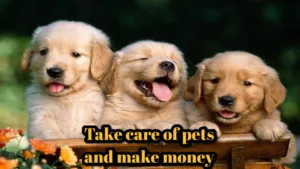 Featured image for: Business Idea: You can earn money by taking care of dogs and cats, Start this business by only investing 5000 rs in Business category