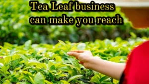 Featured image for: Business Idea: Earn up to lakhs from the Tea Leaf business in Business category