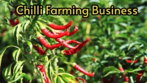 Featured image for: Chilli Farming Business: Start this business today and earn 10-12 lakhs! in Business category